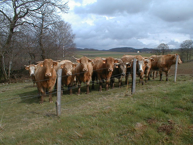 Invisible Fences An Interview with Dean Anderson Venue